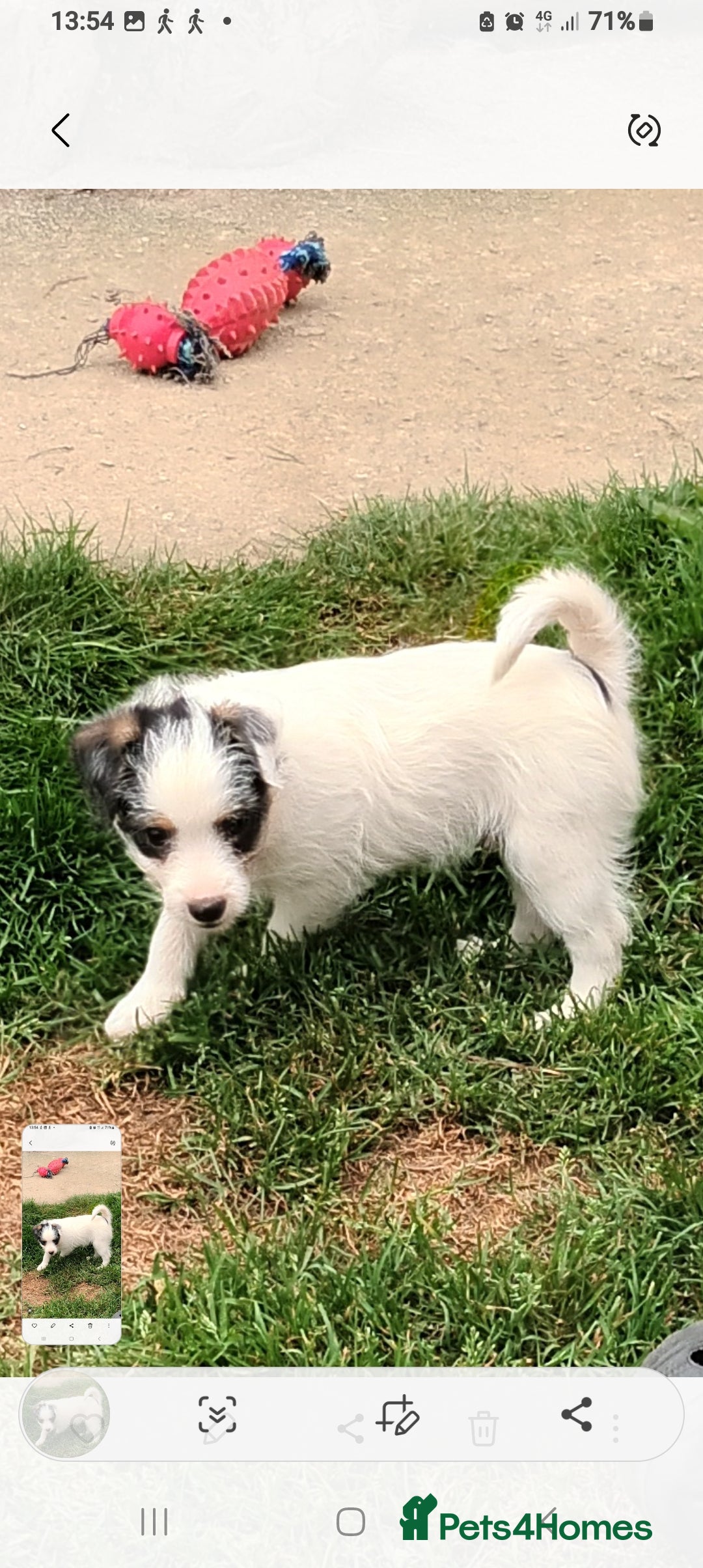 Jack Russell dogs for sale: Jack Russell pups for sale - Image 12