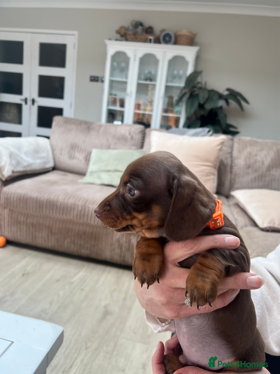 Dachshund dogs for sale: Standard Dachshund puppies for sale - Image 10