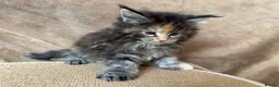 Maine Coon cats for sale: TICA Maine coon Kittens Smoke/Silver - Advert 17