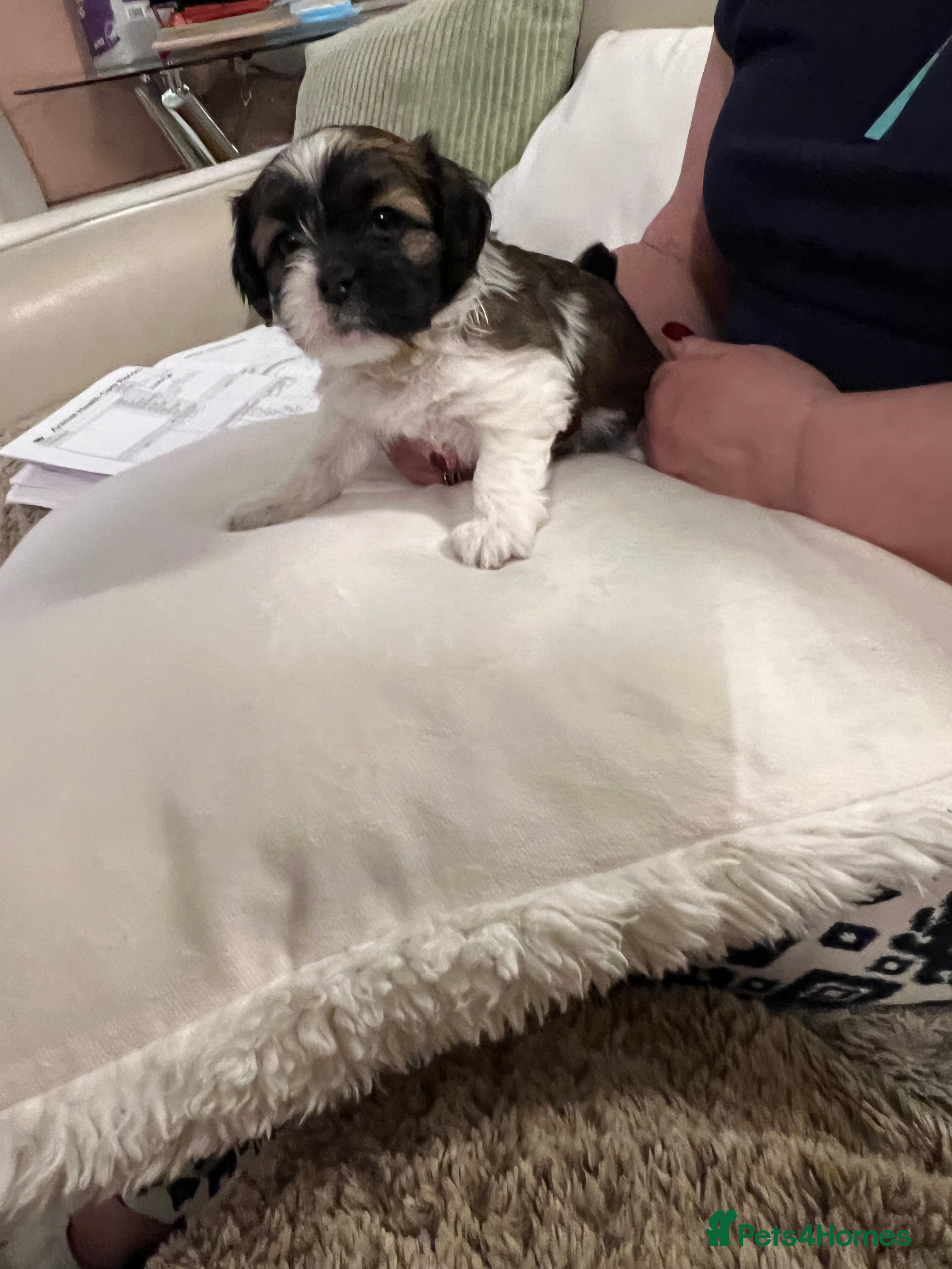 Lhasa Apso dogs ✨ Adorable Lhasa Apso Puppies  - Advert 13