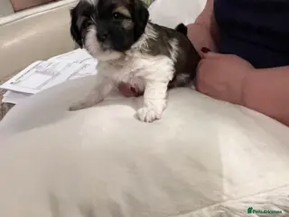 Lhasa Apso dogs ✨ Adorable Lhasa Apso Puppies - Advert 13