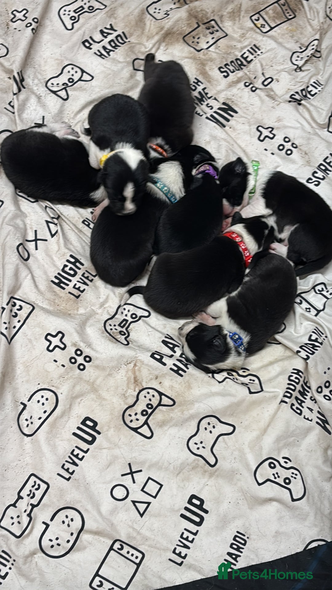 Border Collie dogs for sale: Border collie puppies - Advert 14