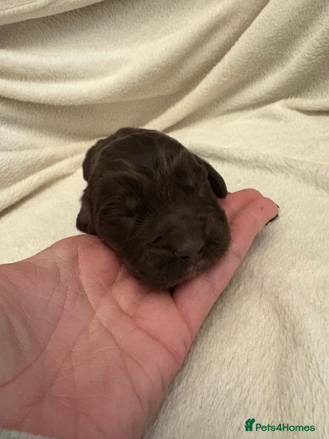 Cocker Spaniel dogs for sale: Cocker Spaniel Pups Seeking Forever Homes!💖 - Image 31