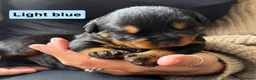 Rottweiler dogs for sale: Rottweiler Puppies  - Advert 23