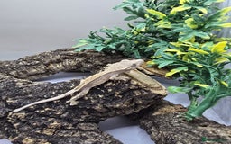 Gecko reptiles for sale: Leachianus & Crested Geckos Adults & Babies  - Advert 8