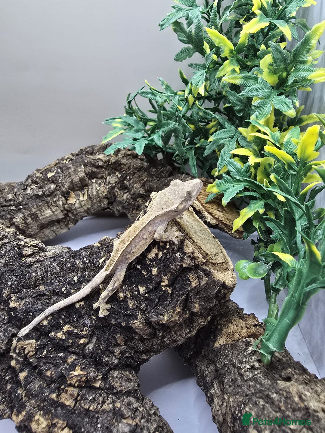 Gecko reptiles for sale: Leachianus & Crested Geckos Adults & Babies  - Advert 8