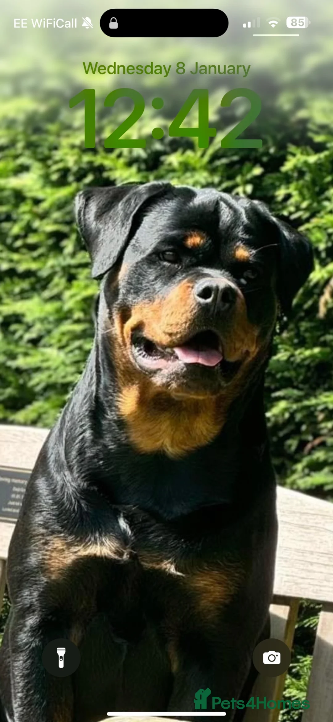 Rottweiler dogs for sale: Female 3 year old Rottie - Advert 2