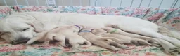 Golden Retriever dogs for sale: BEAUTIFUL GOLDEN RETRIEVER PUPPIES  🐾* - Advert 2