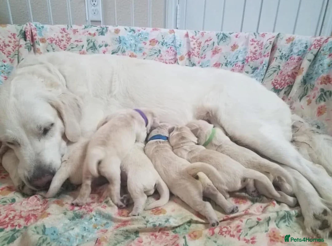 Golden Retriever dogs for sale: BEAUTIFUL GOLDEN RETRIEVER PUPPIES  🐾* - Advert 2