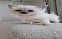 Ragdoll cats for sale: Adorable Ragdoll Kittens  - Image 20