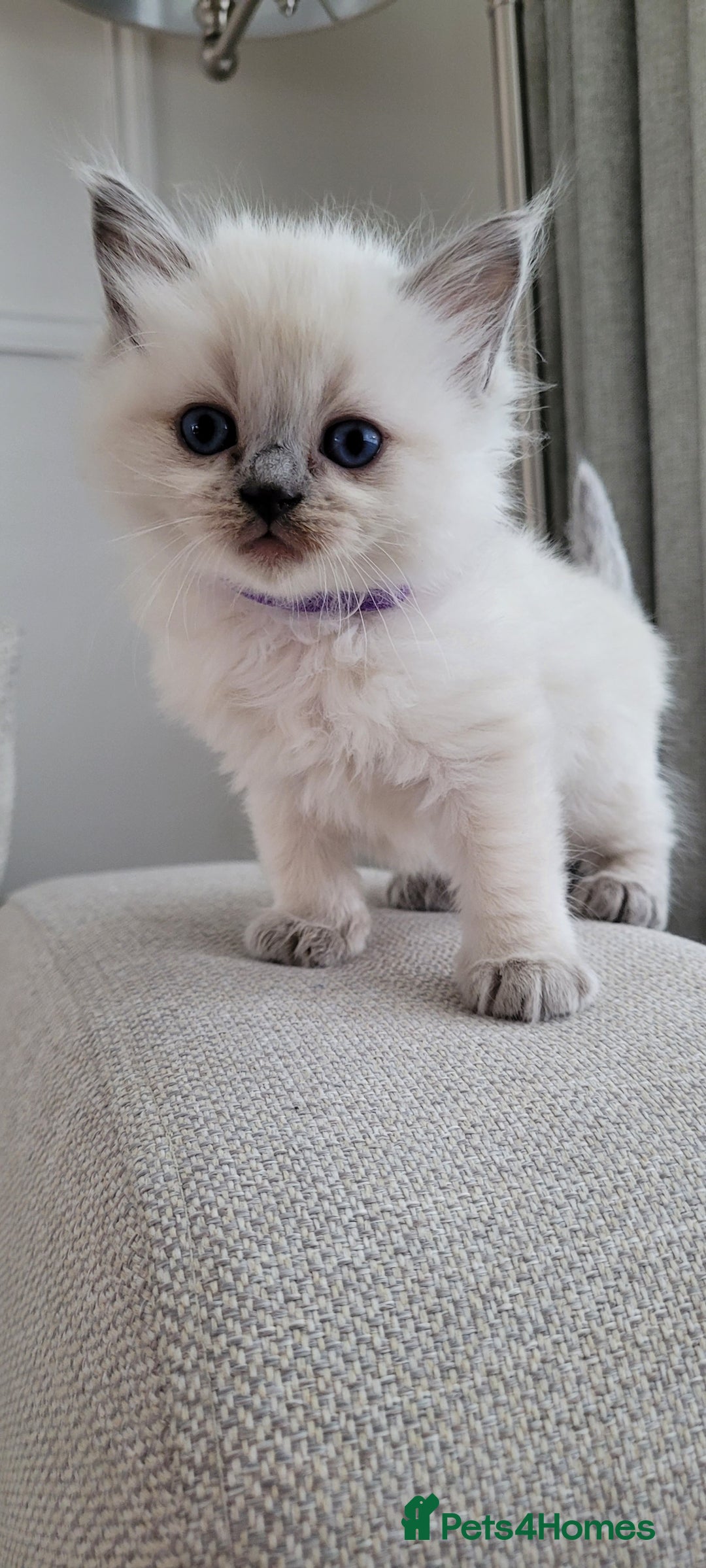 Ragdoll cats for sale: Adorable Ragdoll Kittens  - Image 20