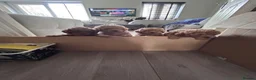 Cavapoo dogs for sale: Beautiful tiny f1bb cavapoo puppies PRA clear - Advert 6