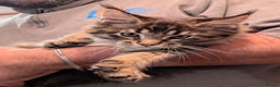 Maine Coon cats for sale: 🎄GCCF XXL Maine Coon Kitties-RARE OPPORTUNITY🎄  - Advert 5