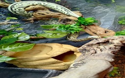 Python Snake reptiles for sale: 2 beautiful royal pythons  - Image 7