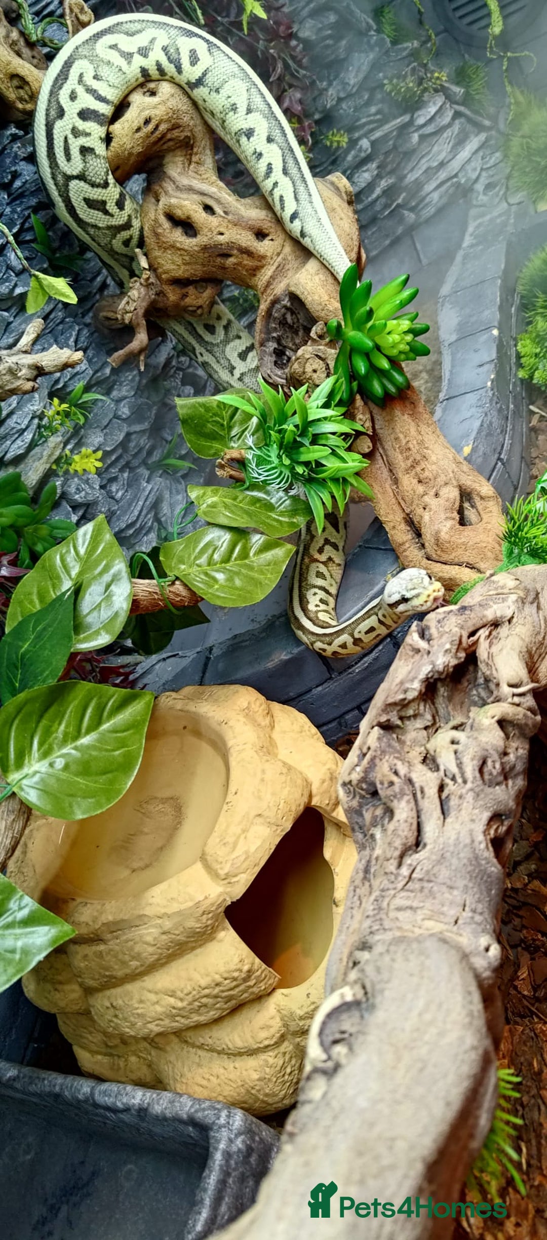 Python Snake reptiles for sale: 2 beautiful royal pythons  - Image 7