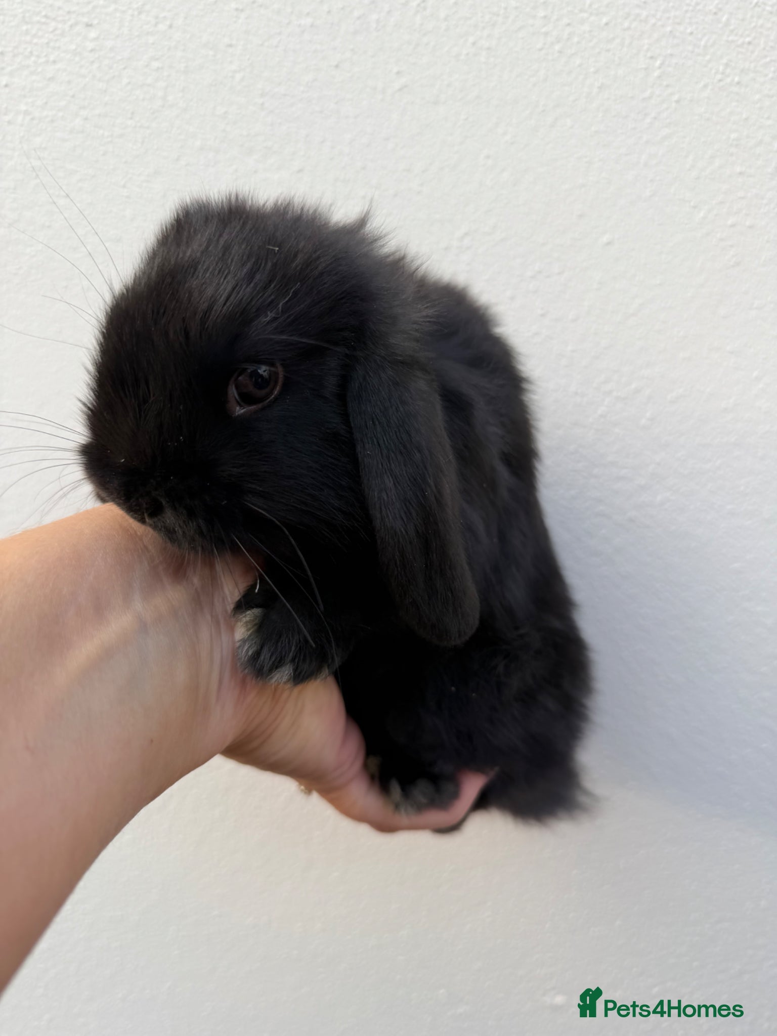 Mini Lop rabbits Purebred Black self doe Avail 16th May - Advert 1