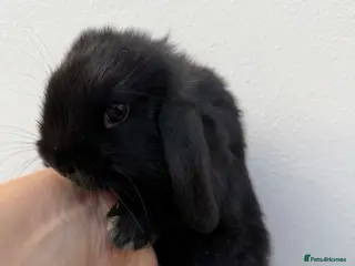 Mini Lop rabbits Purebred Black self doe Avail 16th May - Advert 1