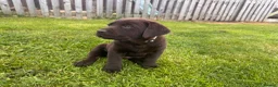 Labrador Retriever dogs for sale: Gorgeous Chunky Chocolate Labrador Puppies  in Tain - Advert 8