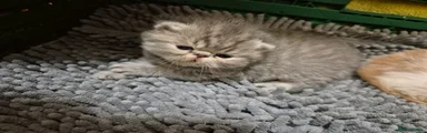 Persian Kitten 2