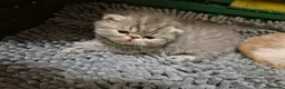 Persian cats for sale: Persian and exotics kittens  - Advert 7