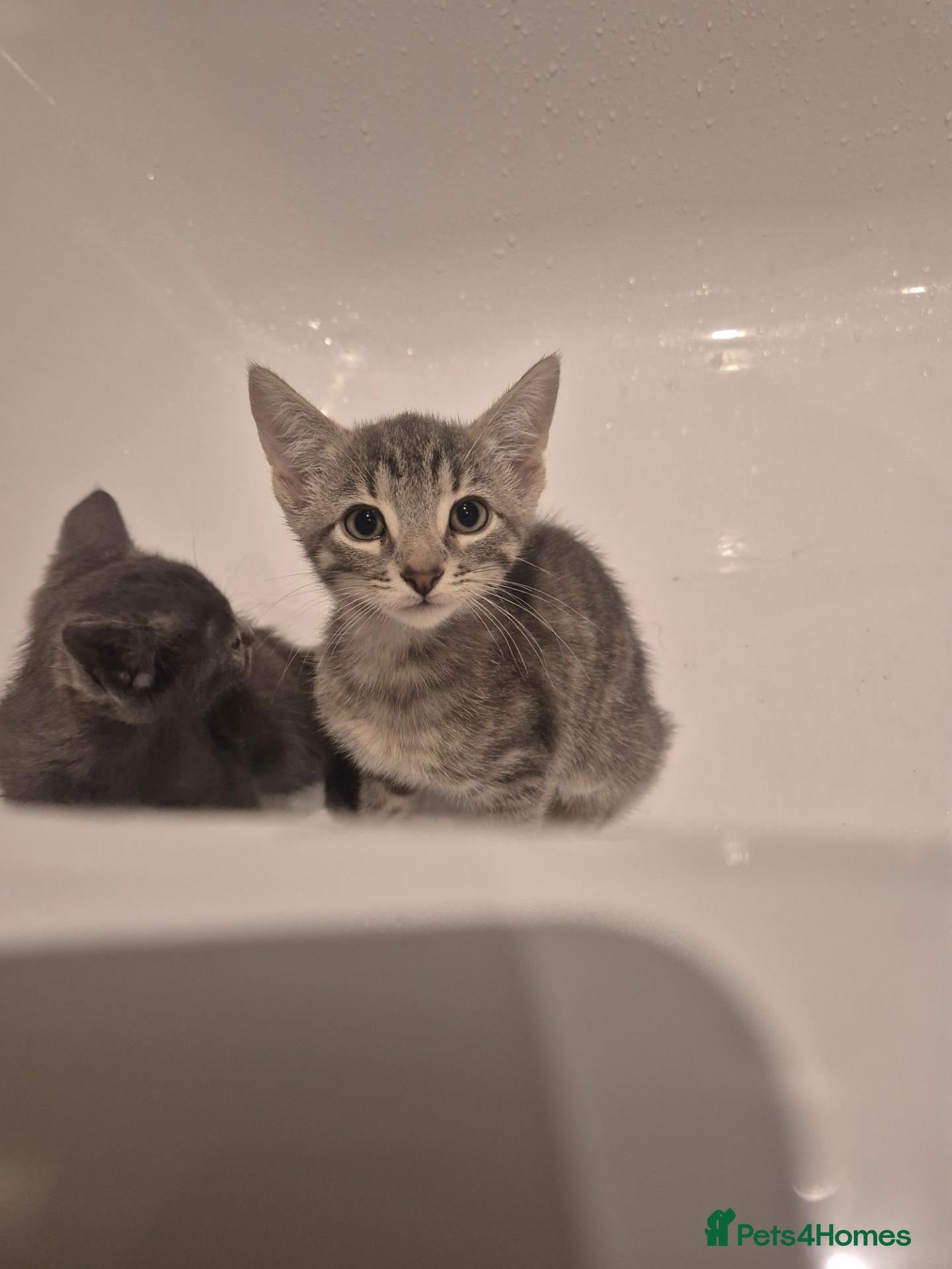 Mixed Breed cats Cute grey and tabby kittens - Advert 18