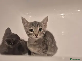 Mixed Breed cats Cute grey and tabby kittens - Advert 18