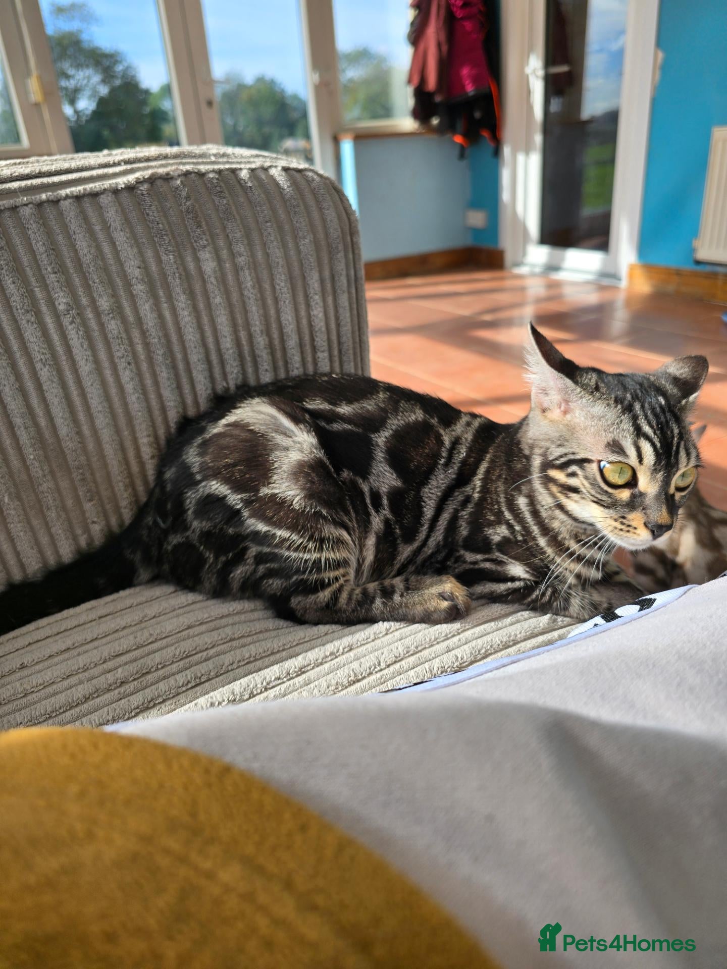 Bengal cats for sale: Silver Charcoal Bengal Female - Advert 5
