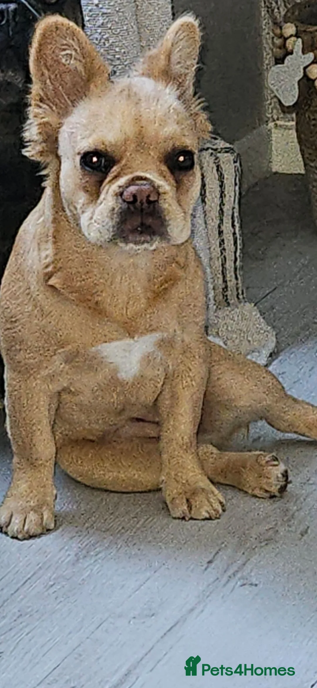 French Bulldog dogs for sale: Fluffy French bulldog 6months old - Advert 2