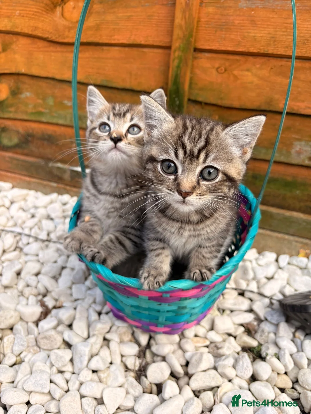 Mixed Breed cats for sale: 2 Adorable kittens 1x male & 1x female. - Advert 1