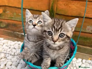 Mixed Breed cats 2 Adorable kittens 1x male & 1x female. - Advert 2