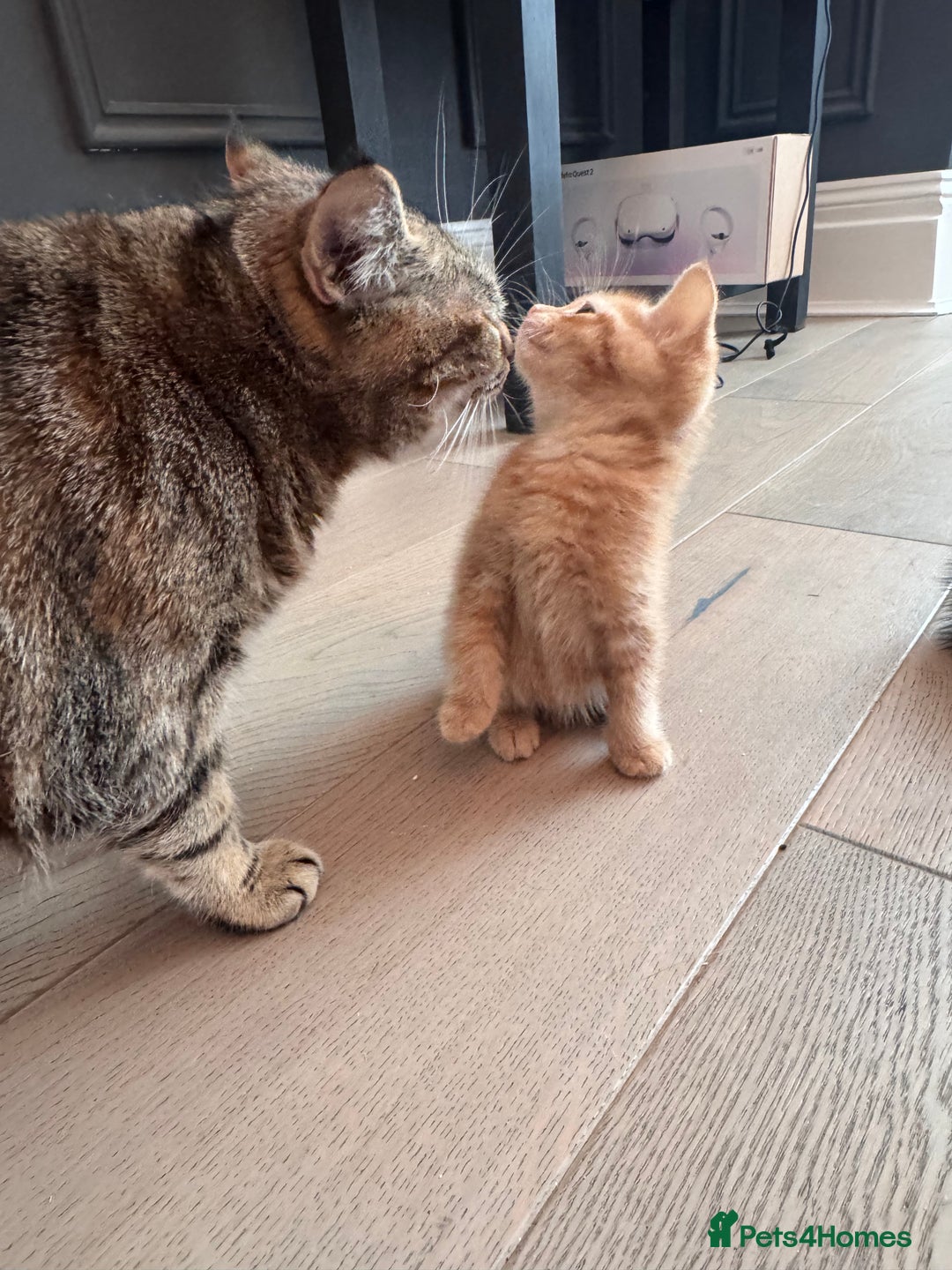 British Longhair cats for sale: 2 Ginger Males and one Torty/tabby girl - Advert 7