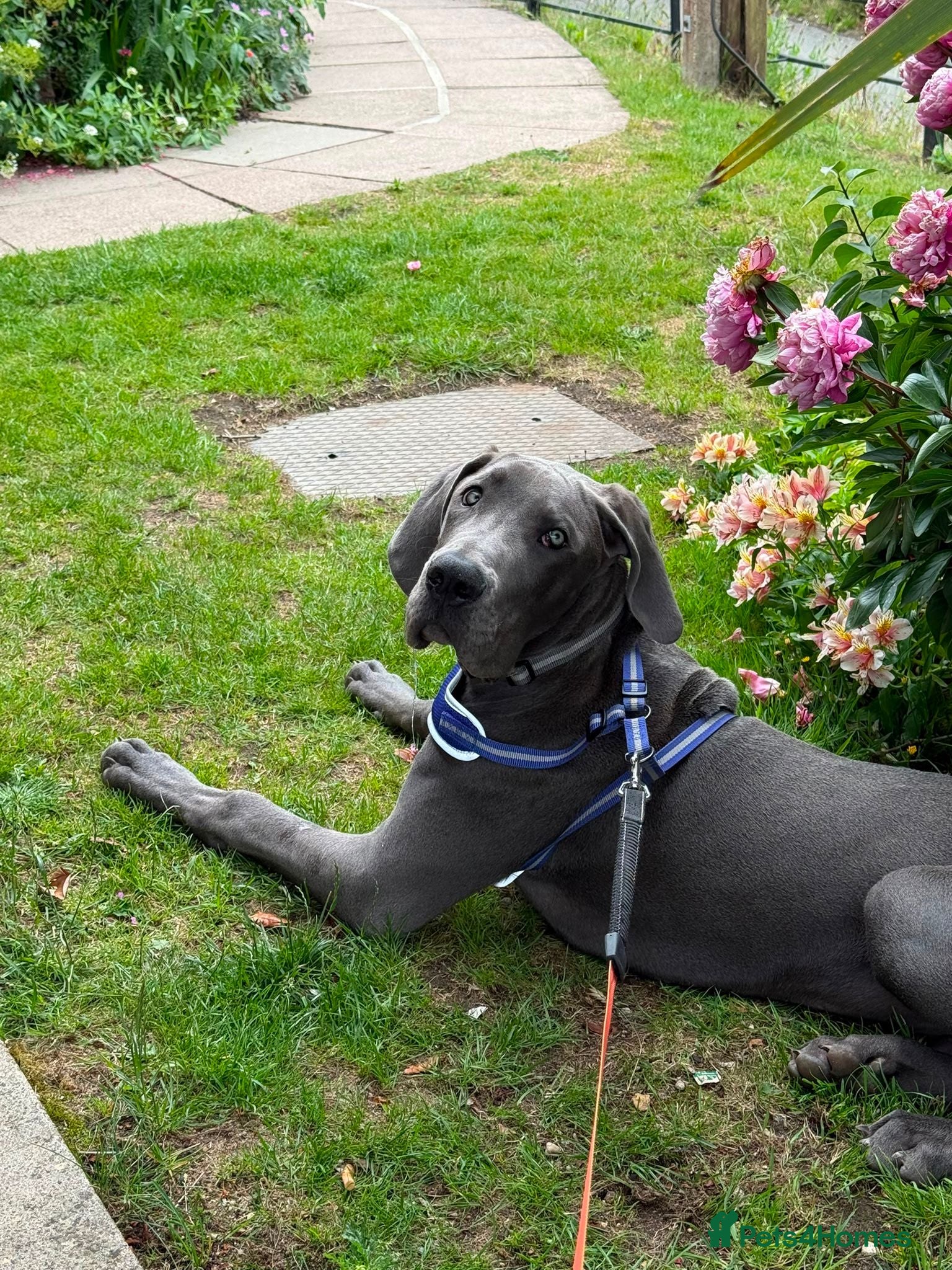 Great Dane dogs 7 month old great dane puppy  - Advert 1