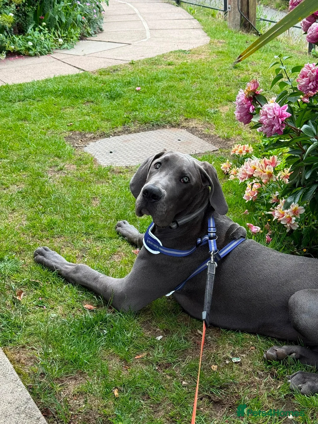 Great Dane dogs for sale: 7 month old great dane puppy  in Woodbridge - Advert 7