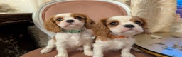 Cavalier King Charles Spaniel dogs for sale: Exquisite Lady KC reg Cavalier King Charles - Advert 20