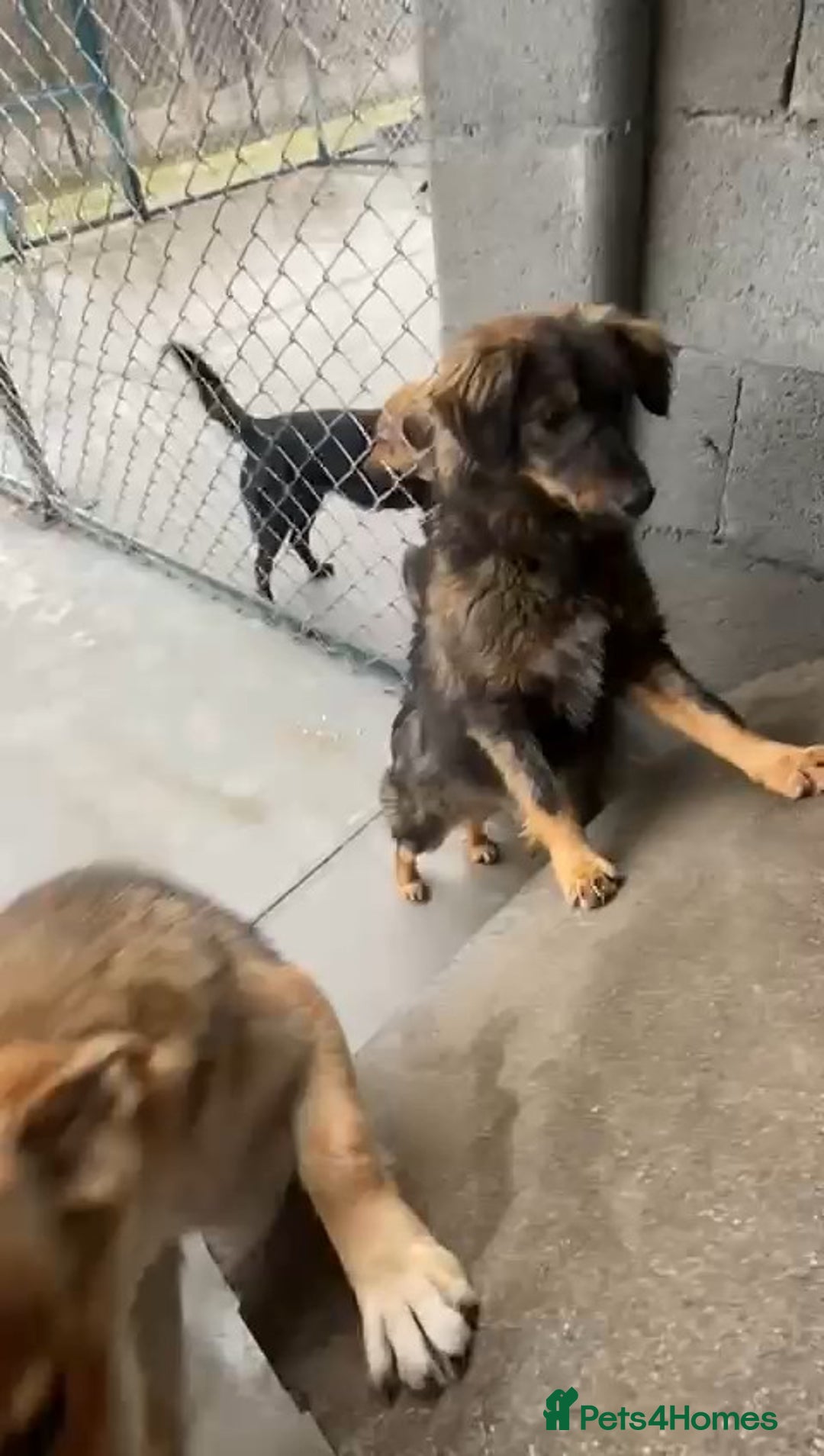 Mixed Breed dogs for adoption: Edie, 1 yr old approx. Available for adoption. - Advert 5