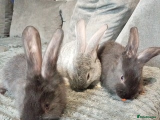 Continental Giant rabbits German Giants(continental giant rabbits) - Advert 9