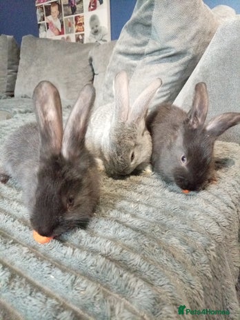 Continental Giant rabbits German Giants(continental giant rabbits) - Advert 1