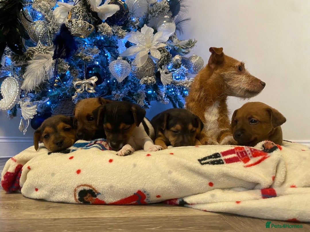 Jack Russell dogs for sale: 5 Jack Russell puppies - Advert 13