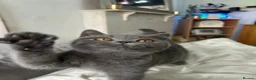 British Shorthair cats for sale: 🏆CHAMPION BLOODLINE 🏆 British shorthair  - Advert 6