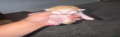 Mixed Breed 1