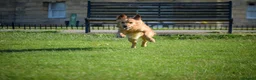 Golden Retriever dogs for sale: Working Golden Retriever Puppies - Advert 13