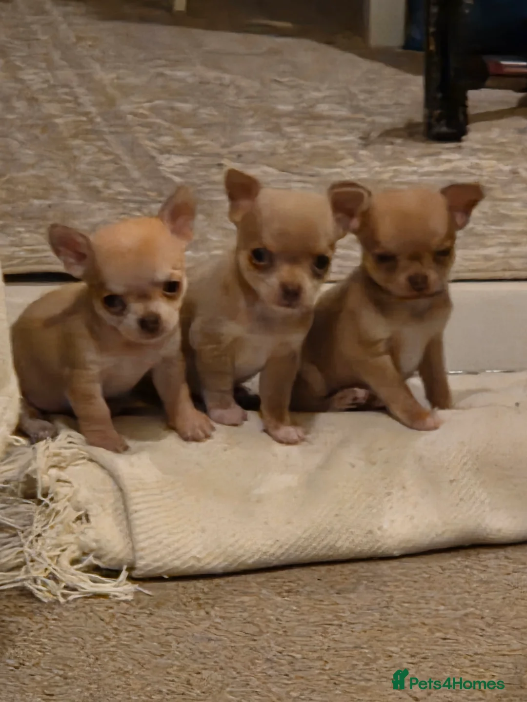 Chihuahua dogs for sale: 3 beautiful tiny chiuahua boys - Advert 2