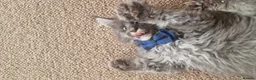 Maine Coon cats for sale:  Stunning Maine Coon Kittens – Ready Now – £1000 - Advert 18