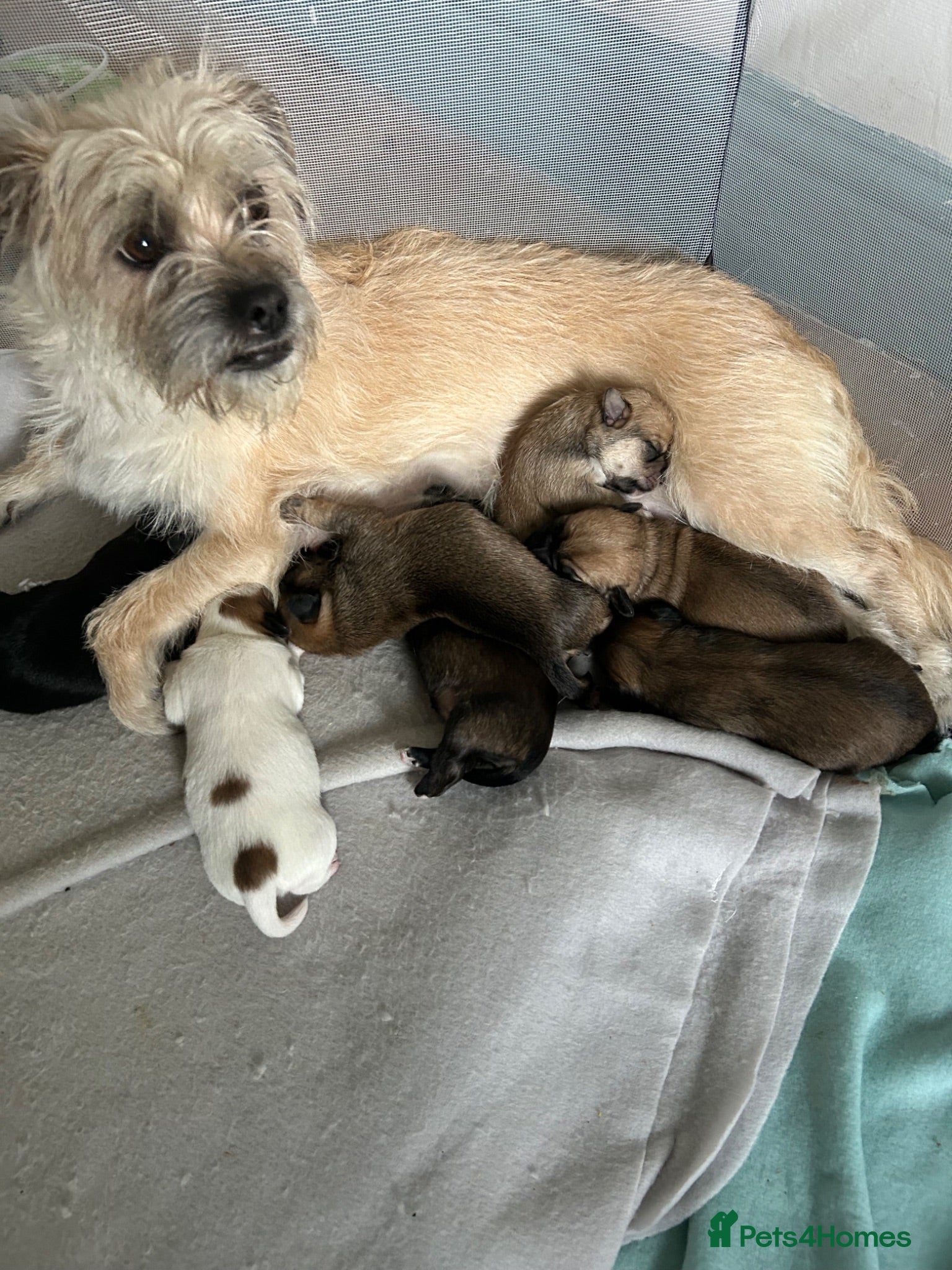 Mixed Breed dogs Bichon friese x Shih Tzu 3 male 3 female  - Advert 1