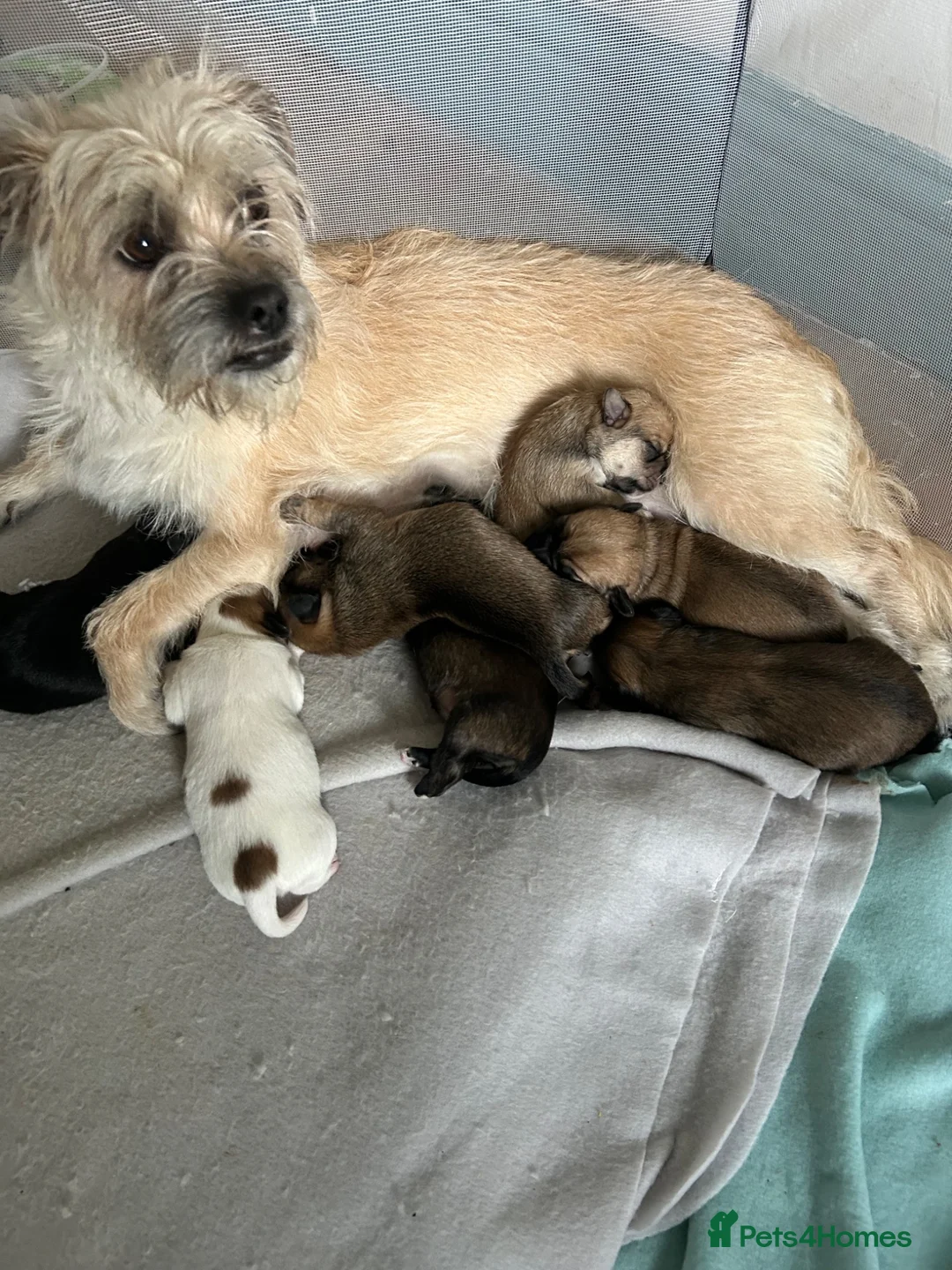 Mixed Breed dogs for sale: Bichon friese x Shih Tzu 3 male 3 female  - Advert 1