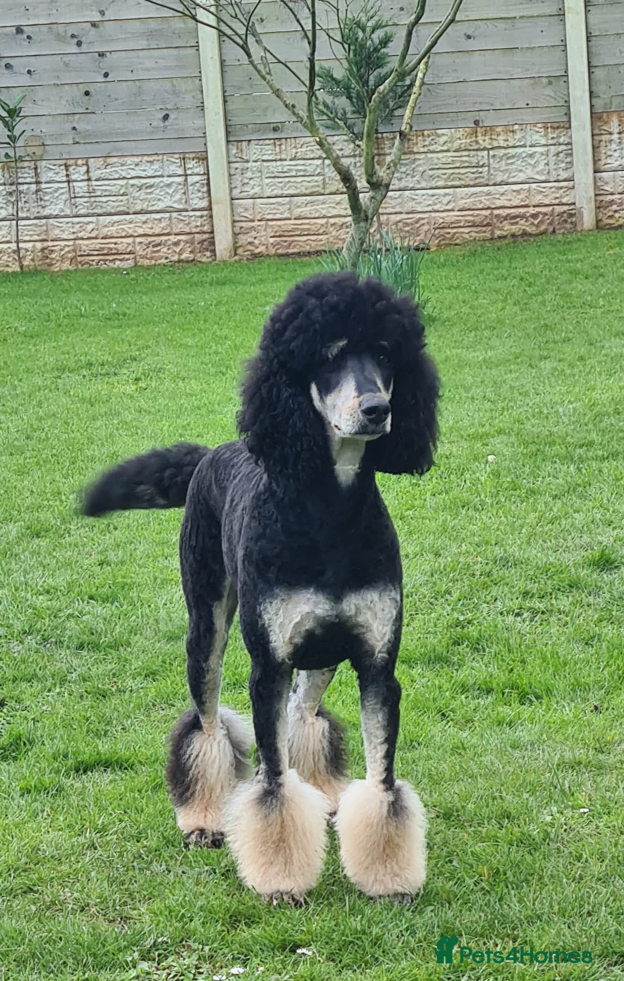Bernedoodle dogs for sale: 🐾🐾 WAITING LIST..MIDI BERNEDOODLES 🐾🐾 - Advert 3