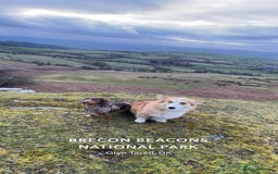 Mixed Breed dogs for sale: 💛Dorgi Puppies🤎 - Image 10