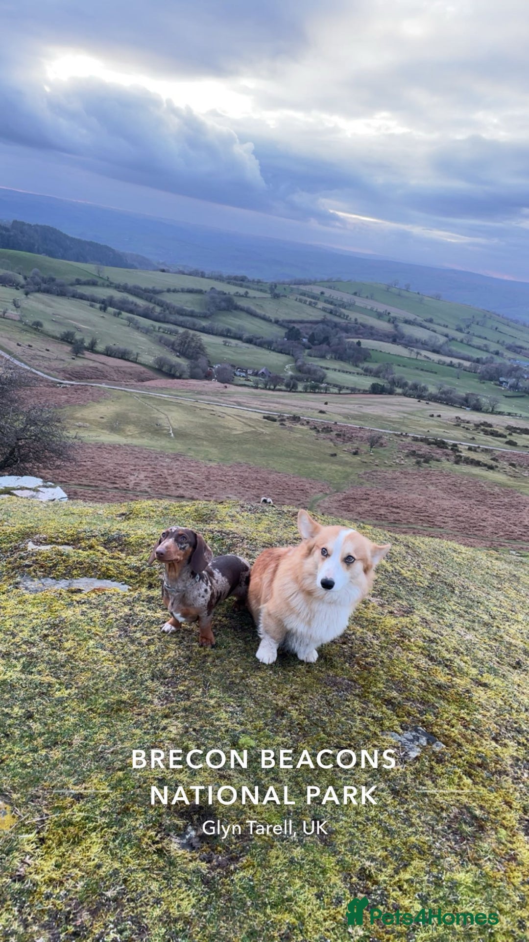 Mixed Breed dogs for sale: 💛Dorgi Puppies🤎 - Image 10