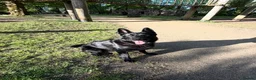German Shepherd dogs for stud: Black German Shepherd stud - Advert 3