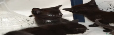 Kitten 2